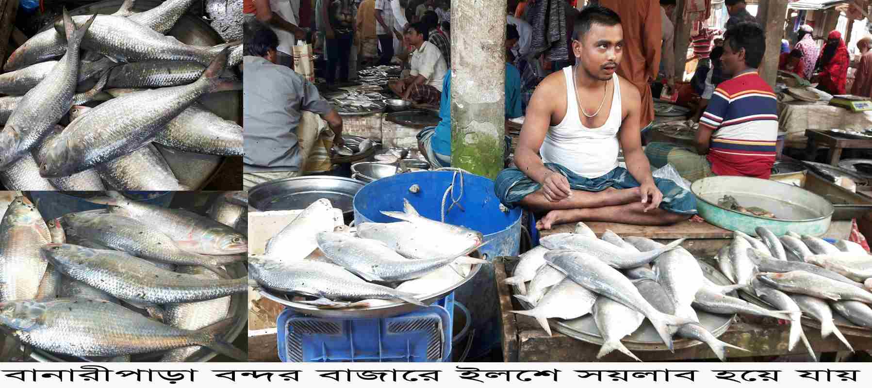 বানারীপাড়ায় বন্দর বাজার ইলিশে সয়লাব