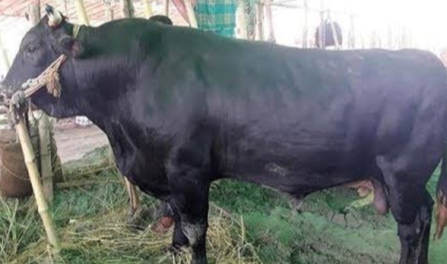 বানারীপাড়ায়  চুরির চার দিনেও গরু ৪টি উদ্ধার হয়নি