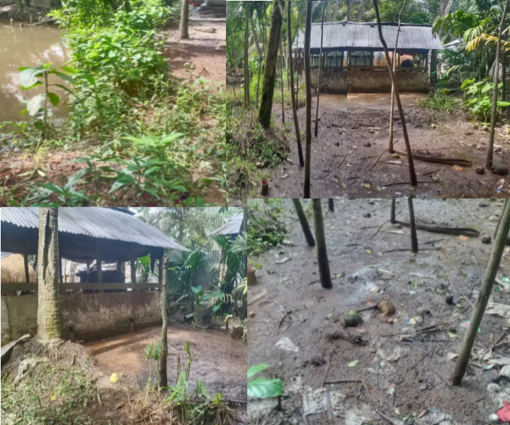 বানারীপাড়ায় সাবেক নারী ইউপি মেম্বারের বিরুদ্ধে গাছপালাসহ পরিবেশ নষ্টের অভিযোগ