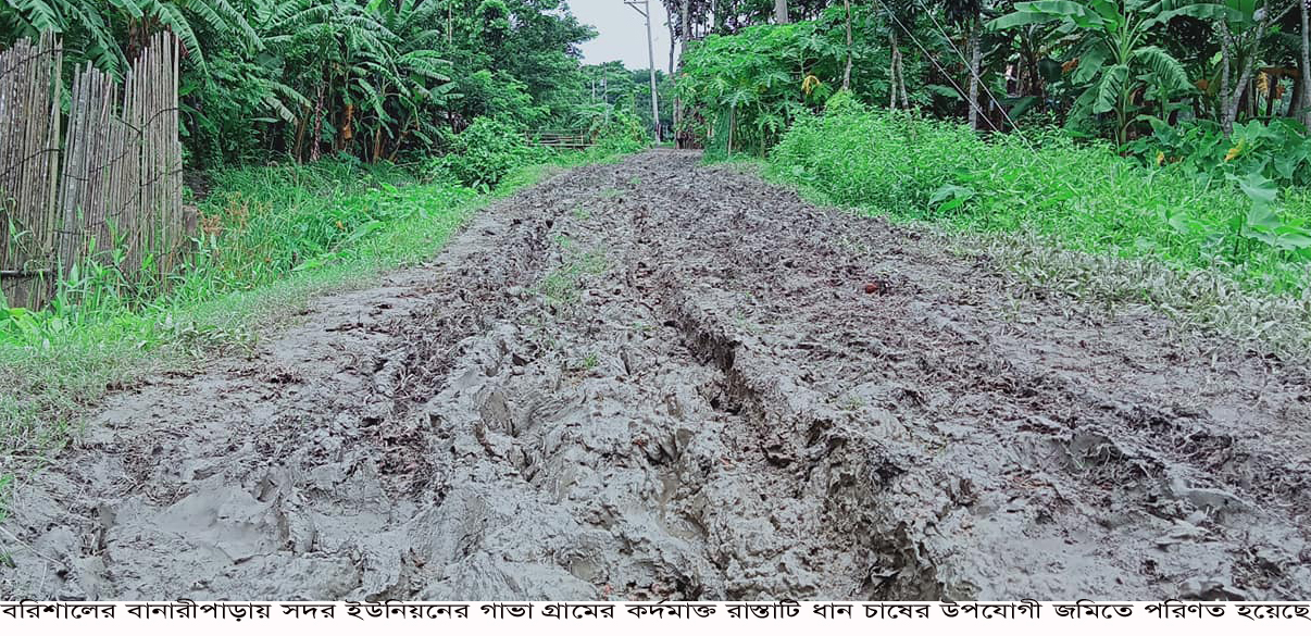 বানারীপাড়ায় রাস্তা নয়, যেন ধান চাষের উপযোগী জমি !