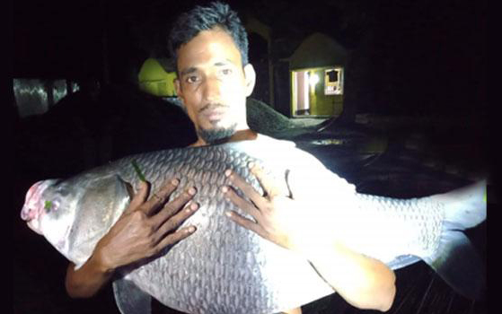 দুর্গা সাগর দীঘিতে বড়শিতে বিশালাকৃতির কাতল…