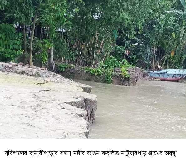 বানারীপাড়ায় সন্ধ্যা নদীর ভাঙনে রাক্ষসীরূপ: ৫ বসতবাড়ি বিলীন