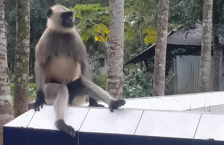 বানারীপাড়ায় লোকালয়ে ঘুরে বেড়াচ্ছে মুখপোড়া হনুমান