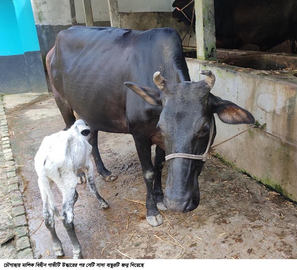 চৌগাছায় মালিকবিহীন গাভী উদ্ধার